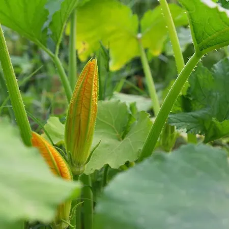 Il Fienile Di Margherita Appartamento *